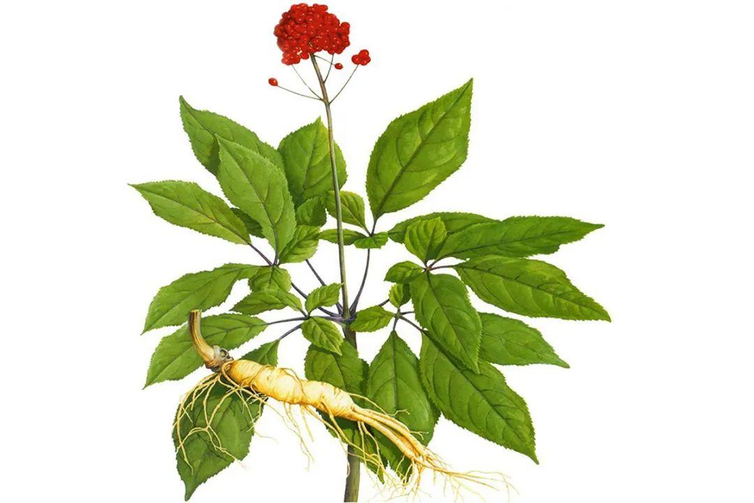 人参皂苷appd抗癌效果多种稀有人参皂苷协同功效