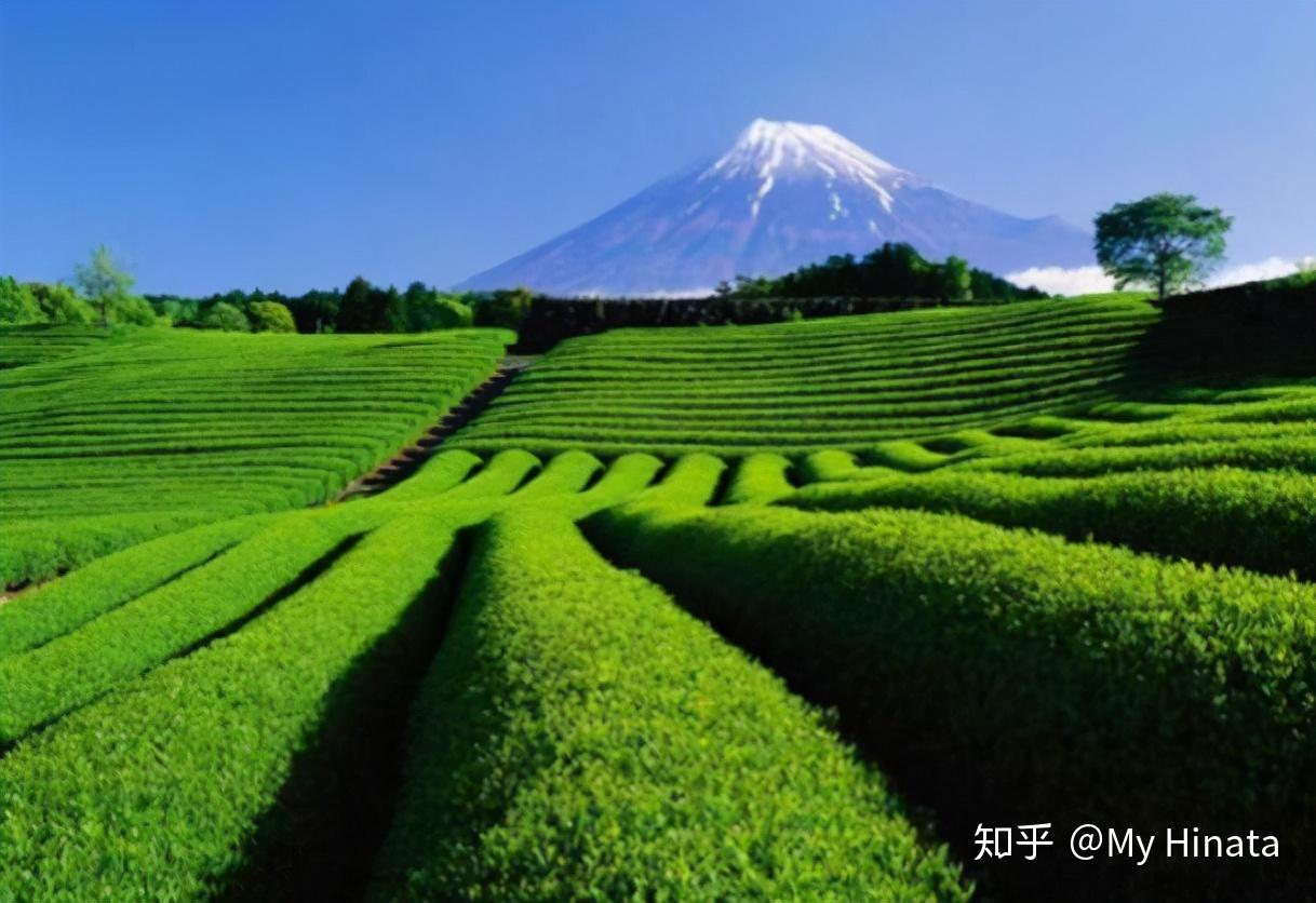 造访静冈县享受大自然的疗愈！静冈大自然景点5选！ | 好运日本行