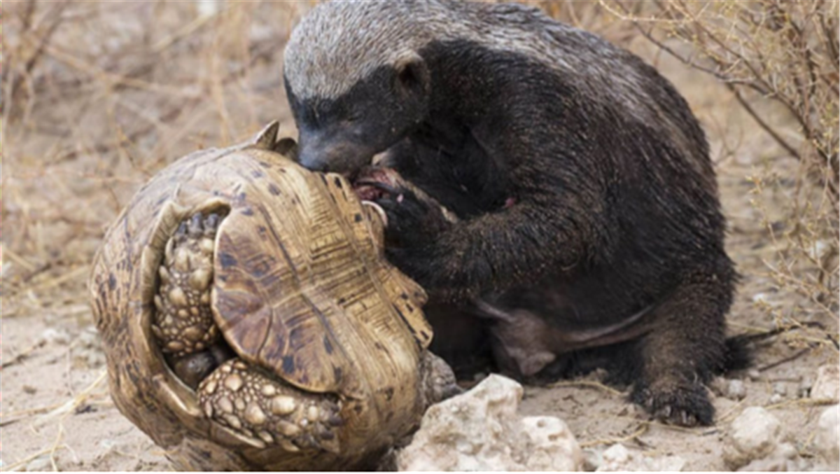冷水中冬眠的鳄鱼龟,在自然气温经过一个冬天,来年春天成冷水龟