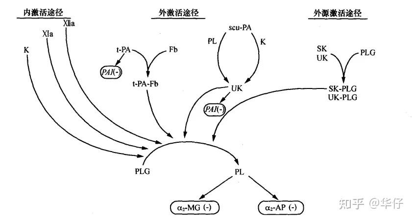 尿激酶机制图片