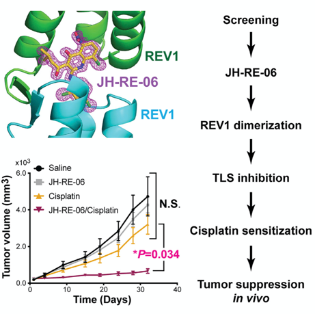 a small molecule targeting mutagenic translesion synthesis