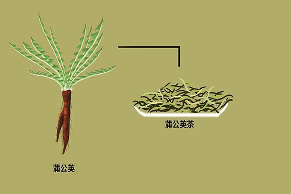 就是蒲公英生长环境比较特殊,在泡水之前,要仔细的处理,尤其是根茎