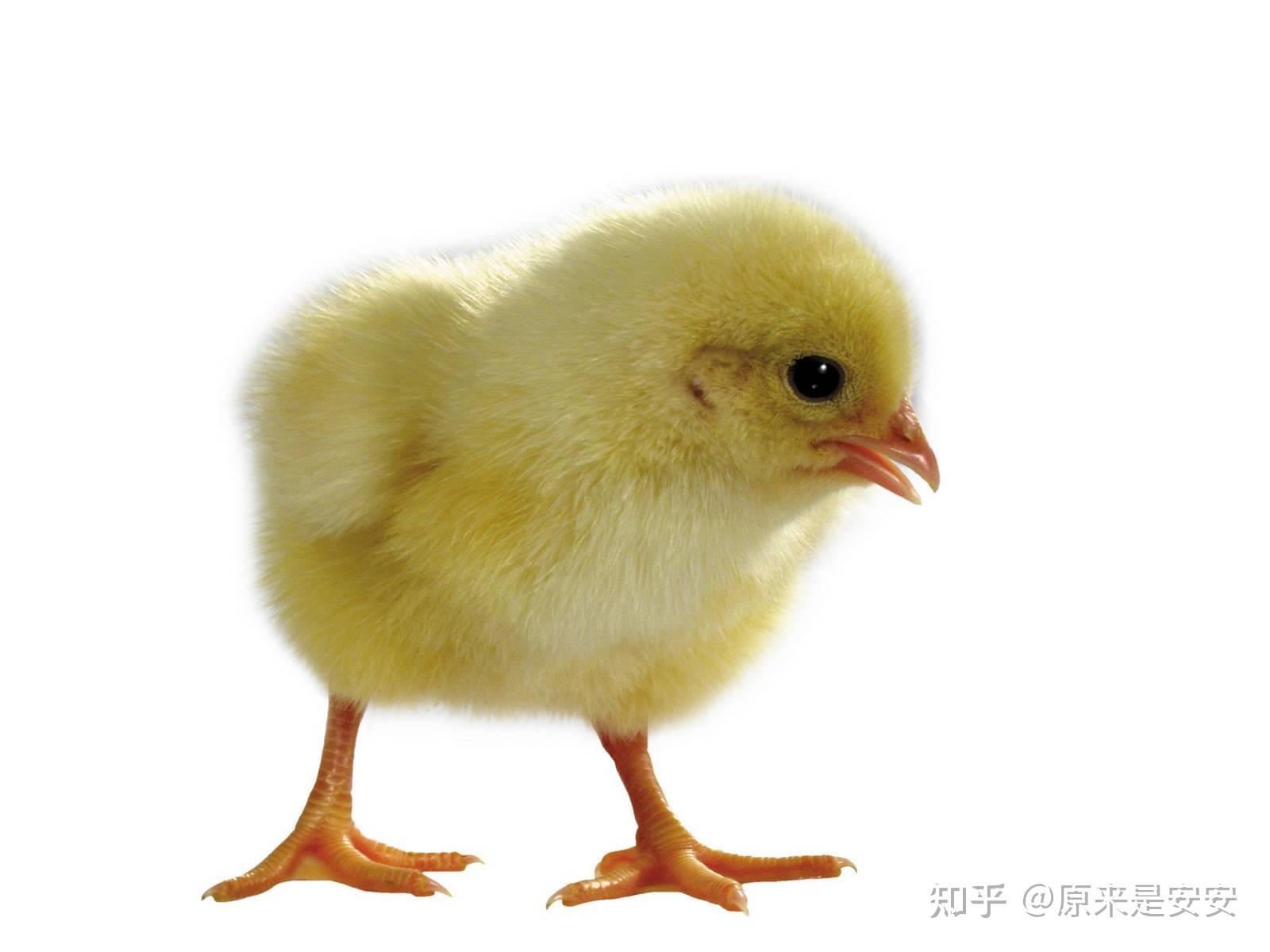 可爱的小鸡孵化卡通矢量插画集合 cute Chick hatch cartoon collection – 设计小咖