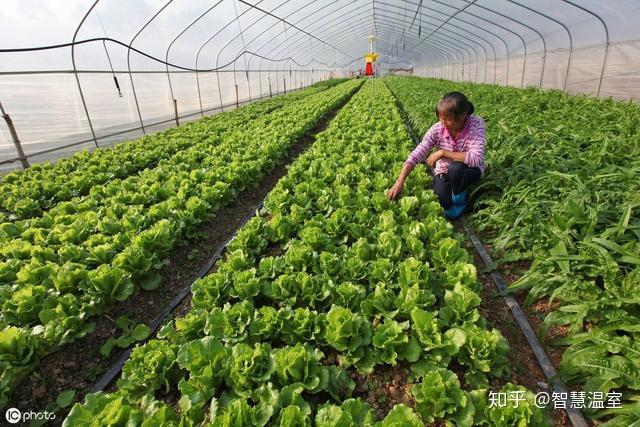 种植什么一亩六七十万 农村最贵的药材800一斤