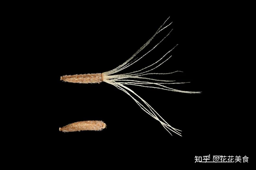 热搜第一备受人们关注的加拿大一枝黄花到底危害有多大