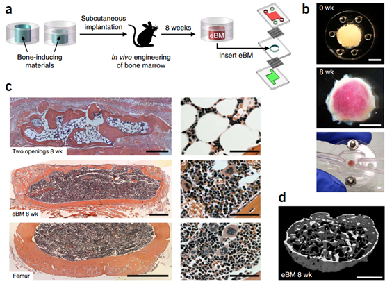 骨髓芯片-骨髓造血干细胞的体外生物生理学 - 知乎