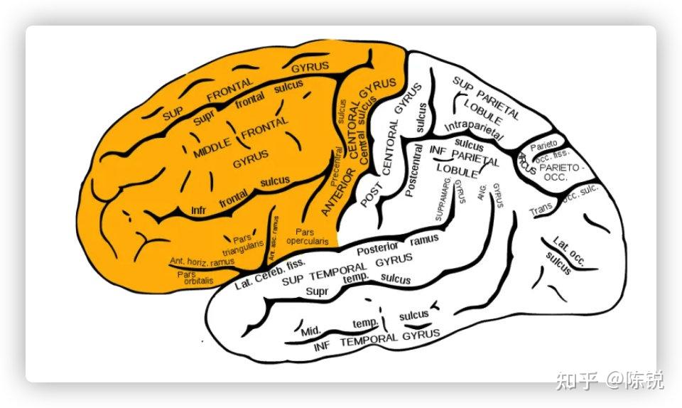 Frontal Brain Lobe and Its Function额叶及其功能 - 知乎