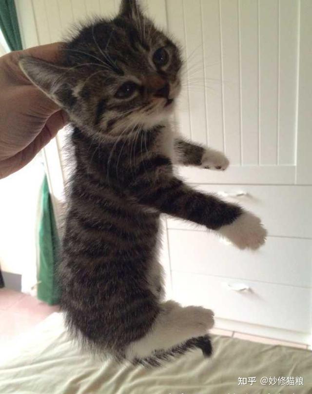 为什么拎起猫咪的后颈脖它就不敢动了