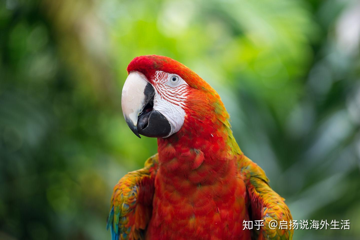 为什么很多外国人可以说多种语言？中国人连英语也说不好？ - 知乎