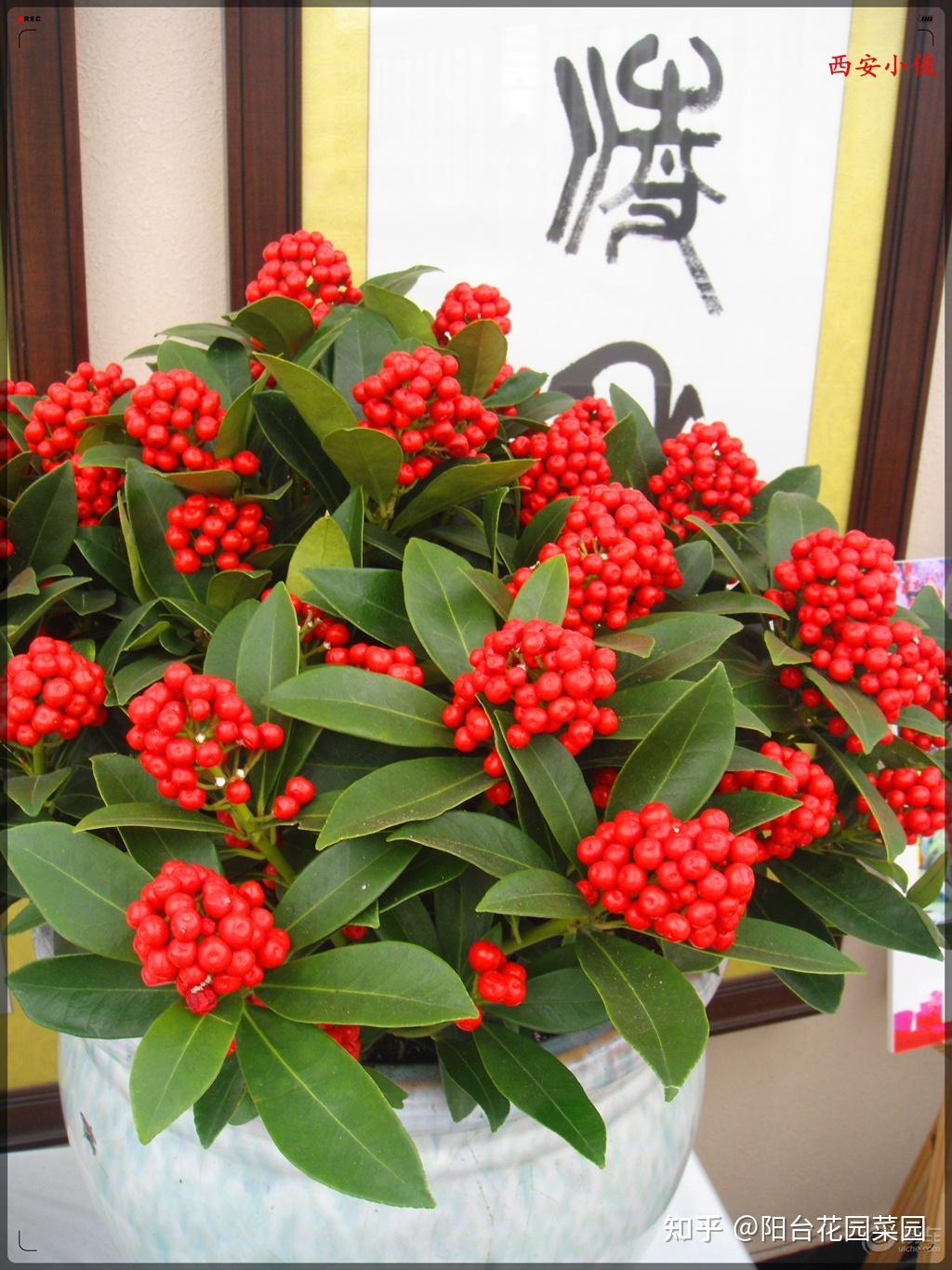 8种“昂贵花”,工薪族“舍不得”买,但是太好看,有钱要买个遍-比较贵的花材是什么花