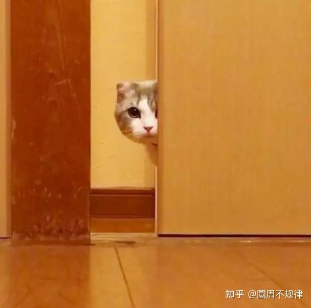 很多猫咪犯错后就会躲在角落里偷偷观察你,观察你的表情,按照主人的