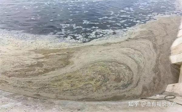 造成对虾肠炎、消化不良、白便、脱便发生的几个原因 - 知乎