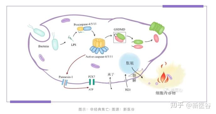 细胞江湖之细胞焦亡