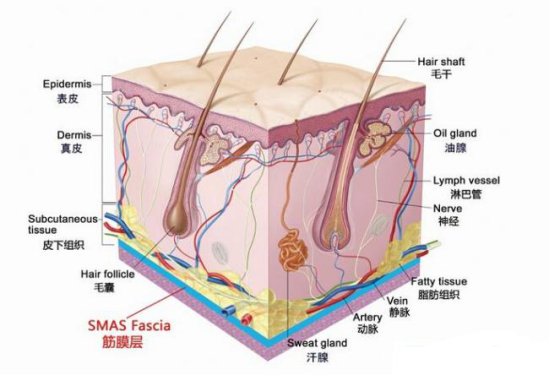 筋膜在人体皮肤系统中的作用        皮肤系统由皮肤构成