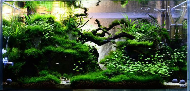 鱼缸造景思维导图丨下篇 如何守住美景 知乎