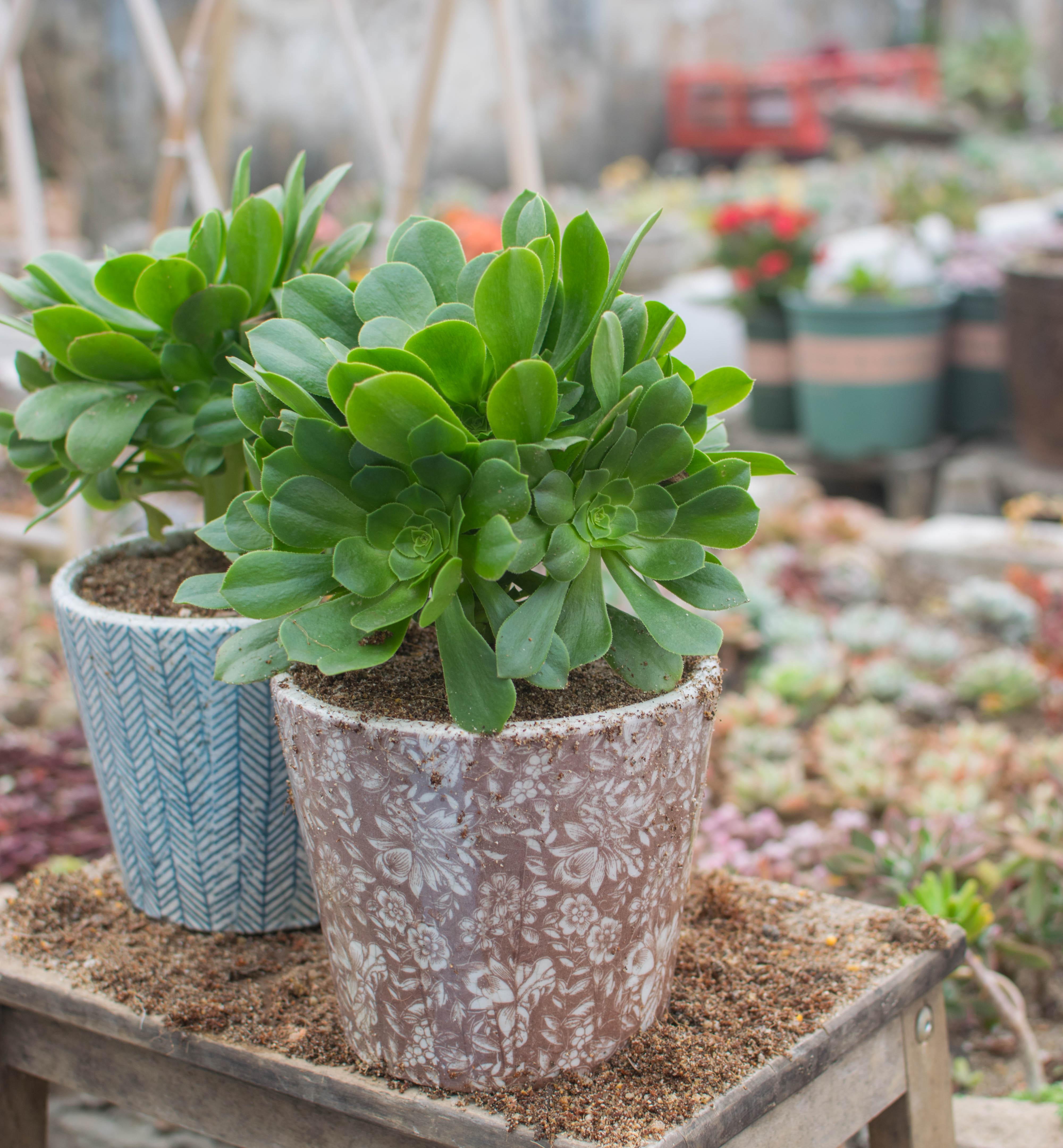 小技巧:韶羞,紫羊绒,铜壶,绿羊绒的鉴别