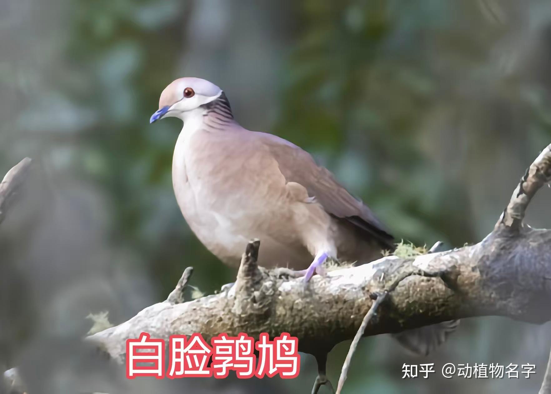 99图带你走进鸠鸽科鸟类的世界 - 知乎