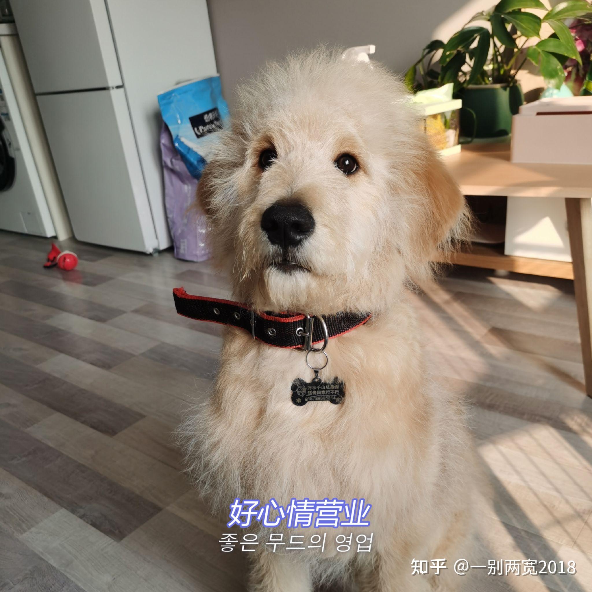 请问金毛巨贵串狗狗要如何美容