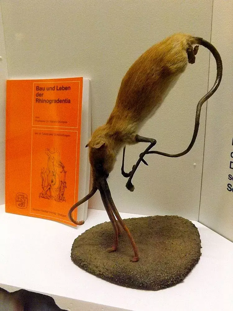 地球上最魔幻的鼻行动物,真的灭绝于美军的核试验吗? - 知乎