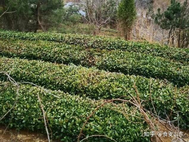 日照聖谷山:喝日照新茶莫貪早清明後採摘穀雨前上市 - 知乎