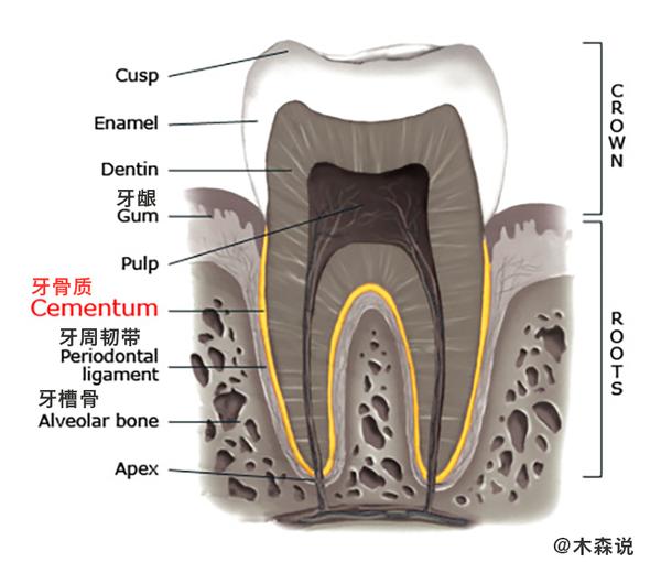 牙周韧带下方连接的即是牙齿的「插座 牙槽骨.