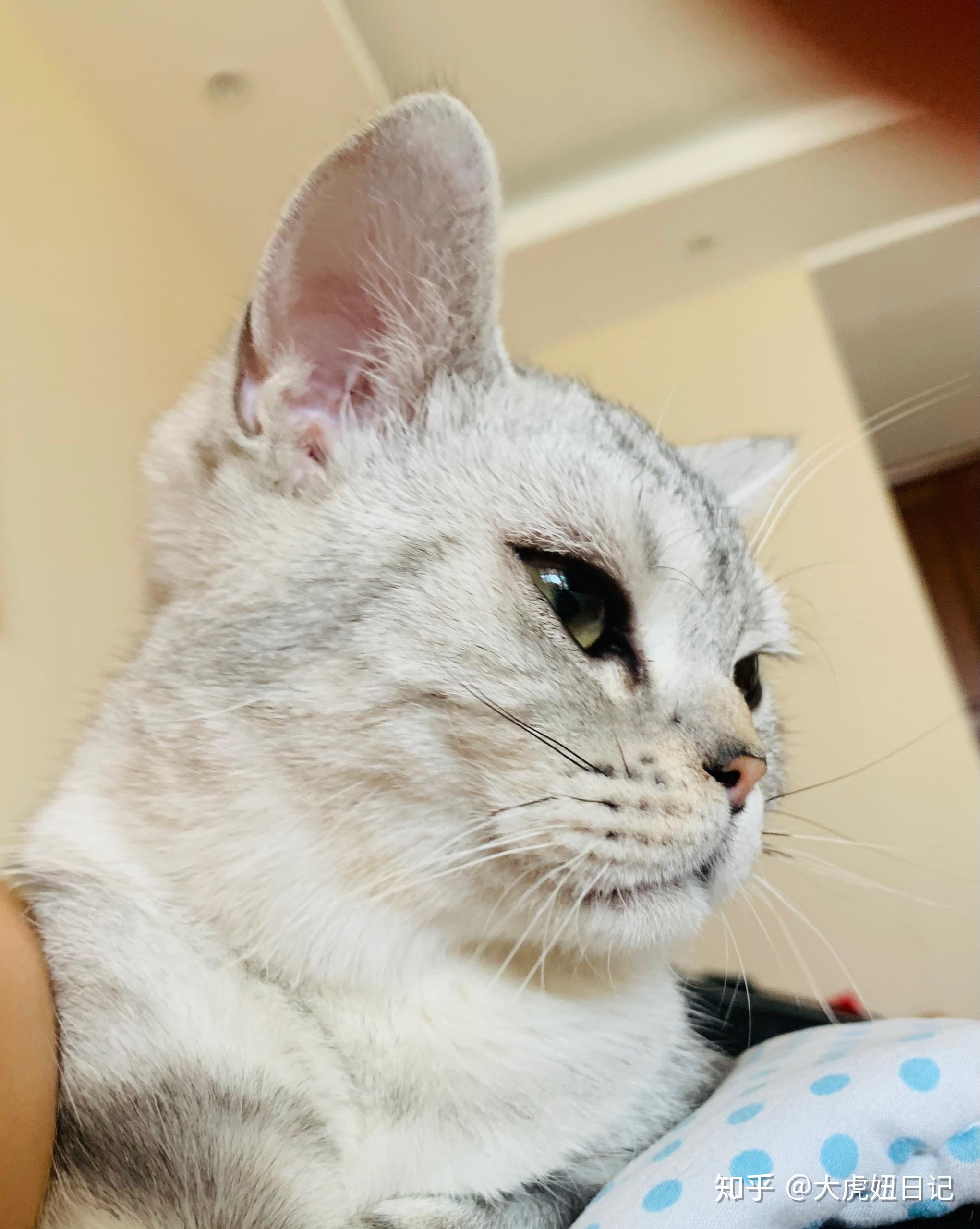 家有绿茶猫 - 知乎