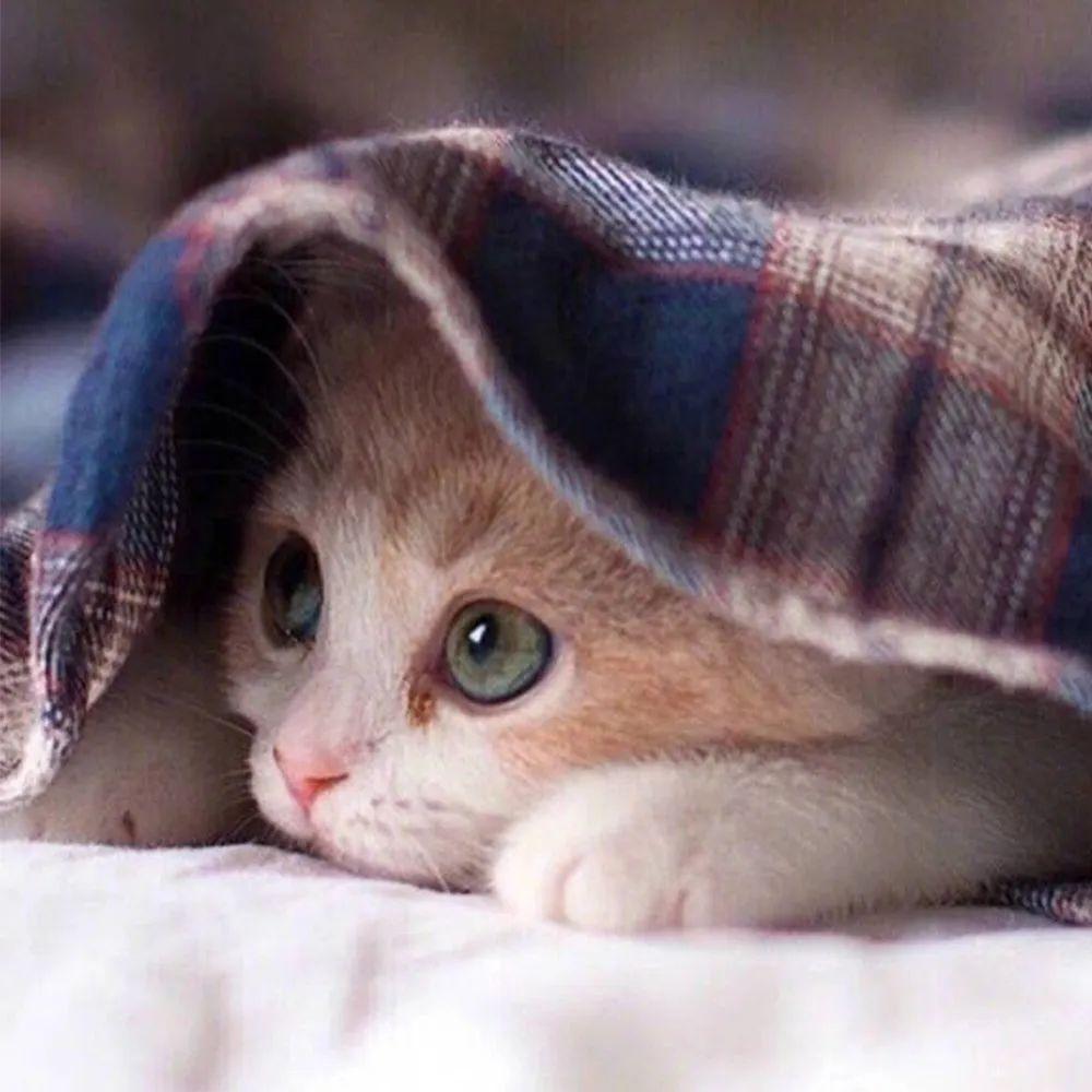 113张敲可爱猫咪头像 - 知乎