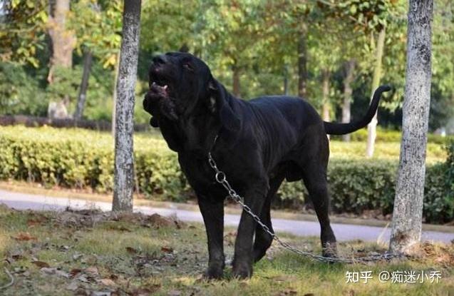 这些超强悍的"巨型猛犬",哪种才是最受欢迎的巨型犬呢?
