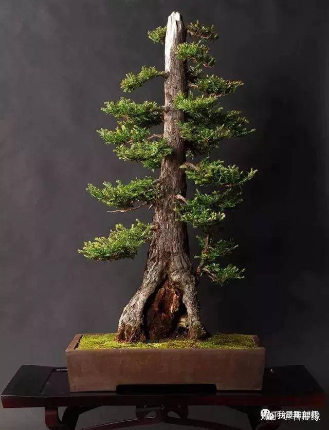 世界上最贵盆栽,一盆就是一座房子-最贵的盆景是什么品种