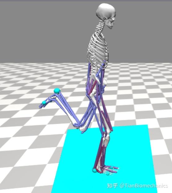 Opensim 进阶教程-预防踝关节损伤的仿真设计 - 知乎