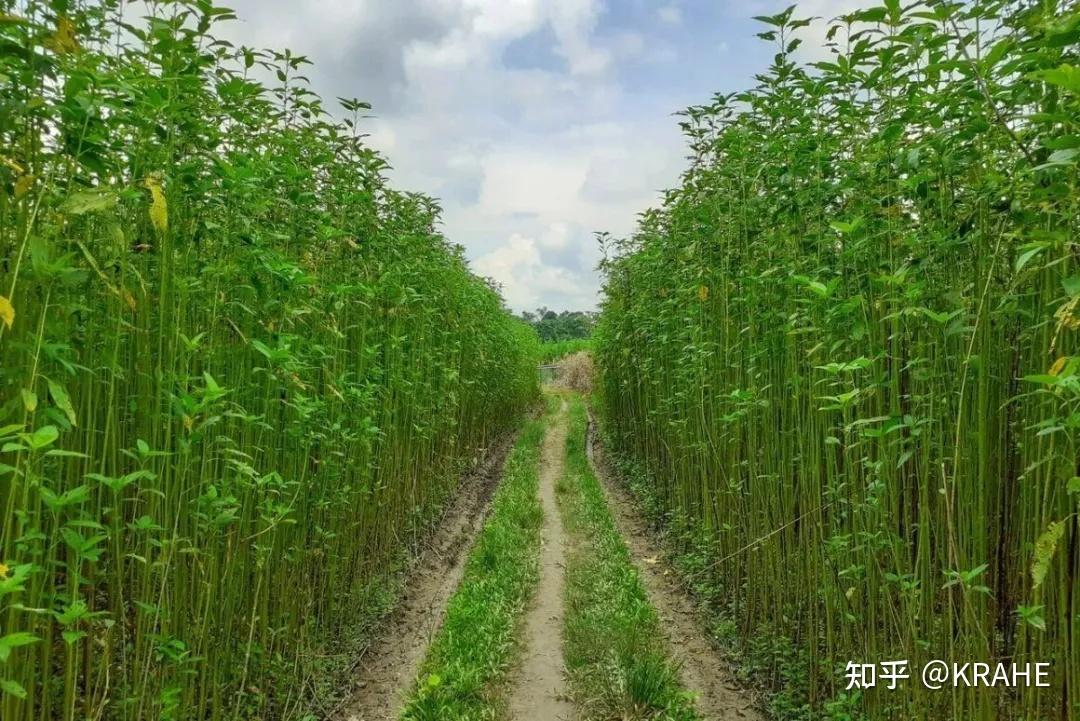 黄麻地毯的特性、优缺点,终极科普指南 - 知乎