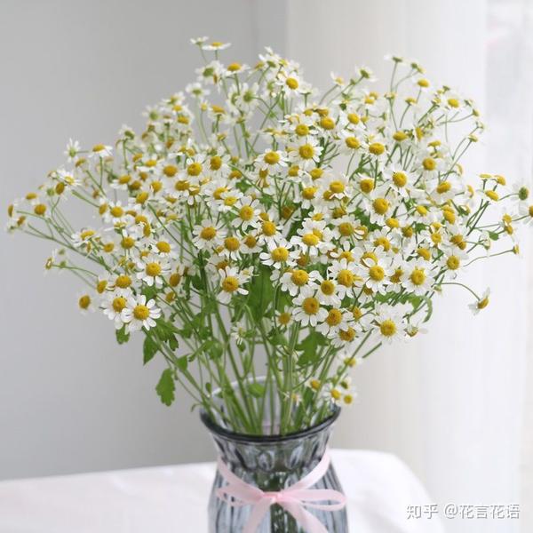 洋甘菊的杆子比较大的可以直接剪开,有的一支洋甘菊可以剪开三四个