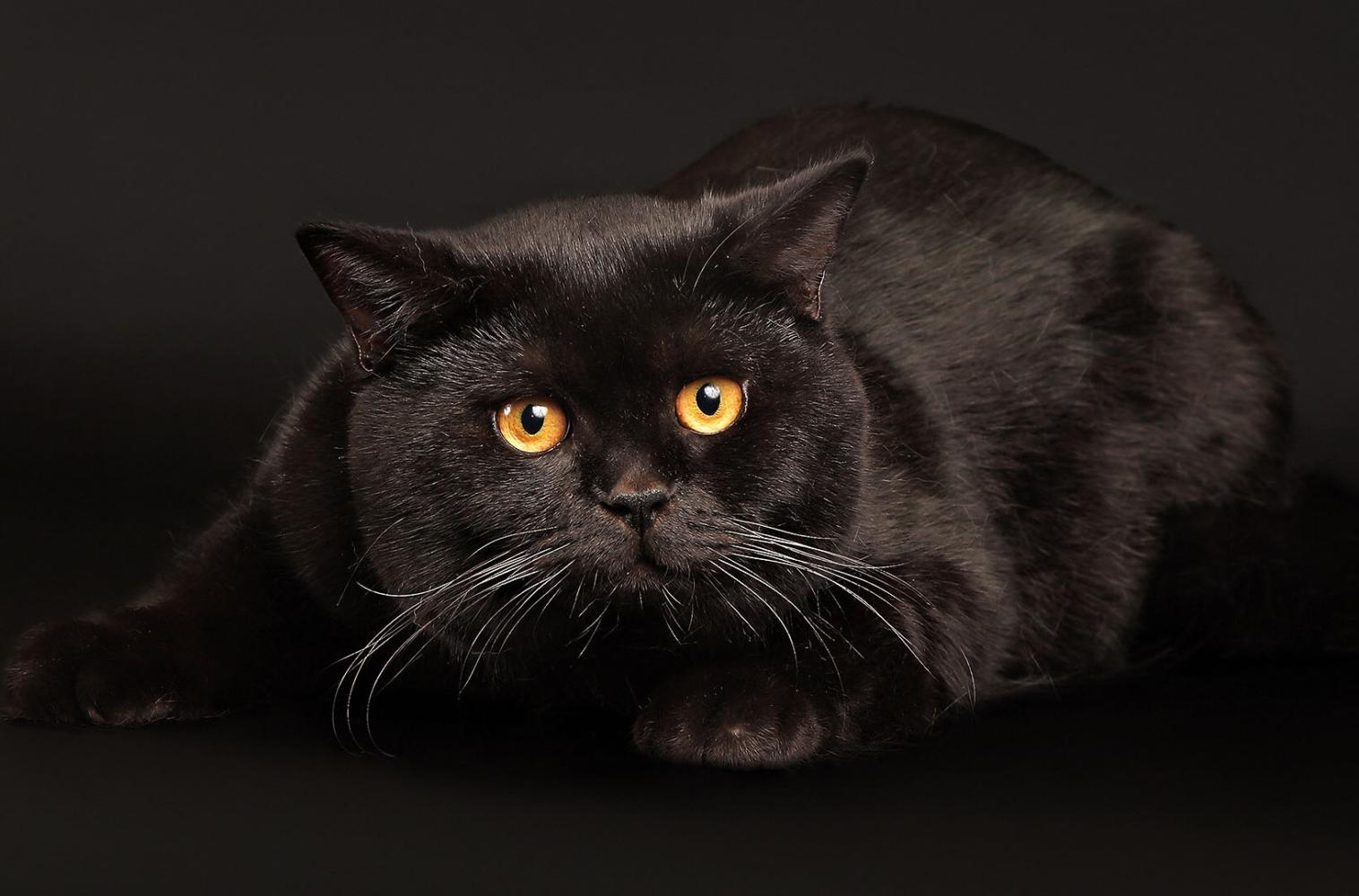 黑猫品种名称及图片图片