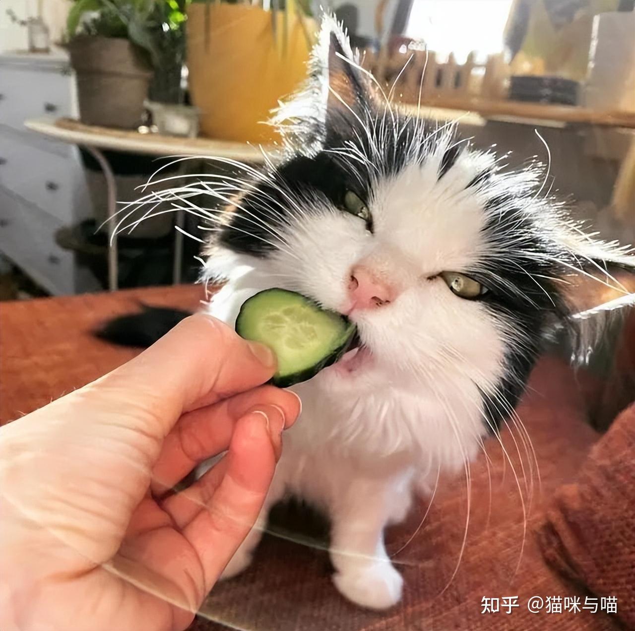 这只猫咪的饮食也太健康了，不爱罐头却喜欢黄瓜，啃起来津津有味- 知乎