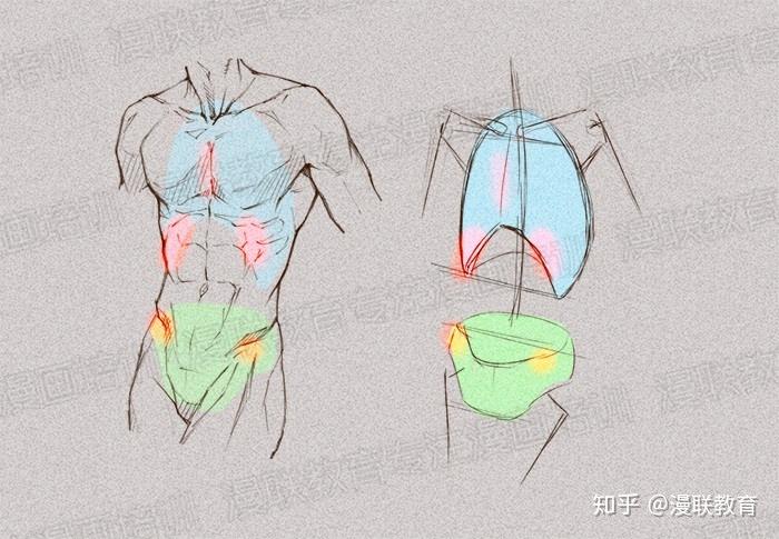 零基礎繪畫教程如何正確掌握繪畫人體結構上篇