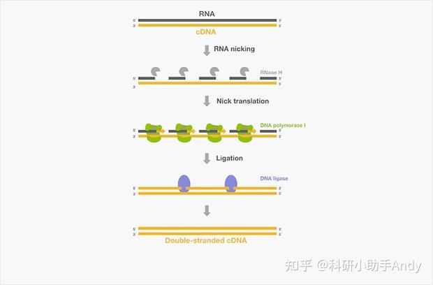 干货分享 | RNA反转录 - 知乎
