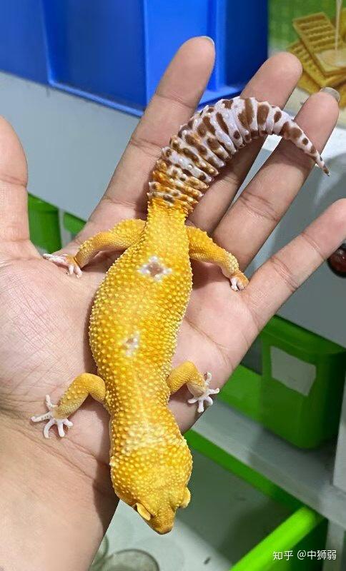 有要买守宫的吗