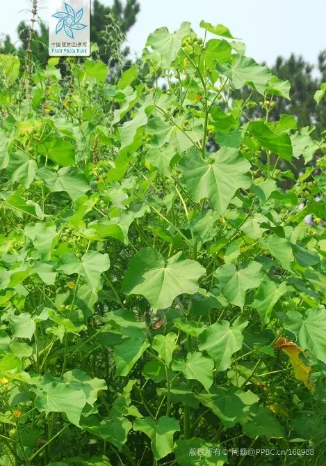 麻类纤维——我国古代纺织界的“顶梁柱”丨花花万物 - 知乎