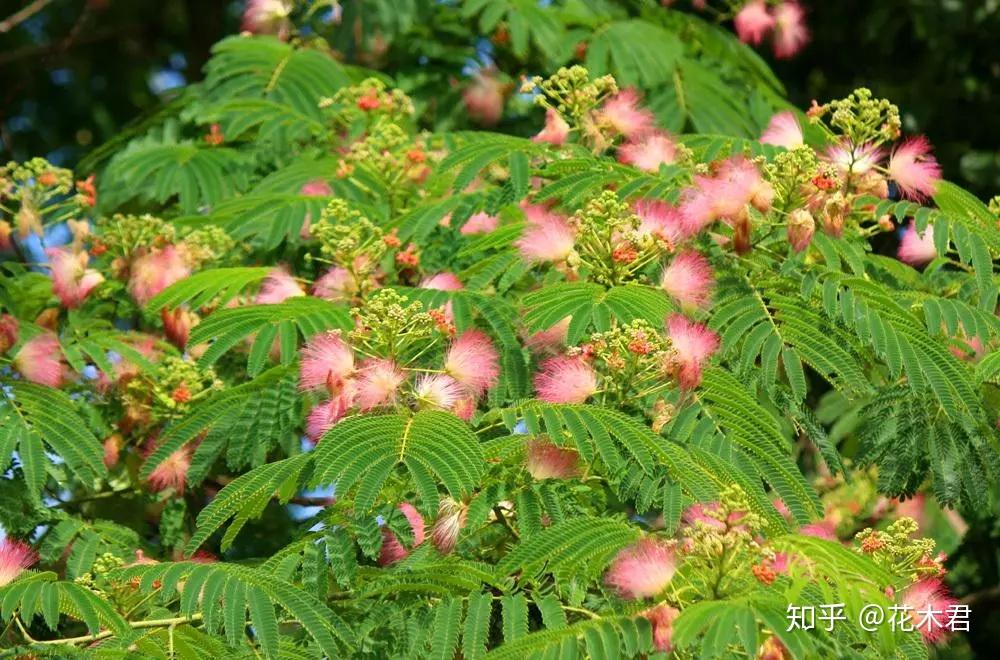 合欢树盆景的鉴赏与满树繁花的技术浅谈 - 知乎