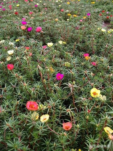 太阳花,半枝莲,马齿苋的辨识区别与鉴赏