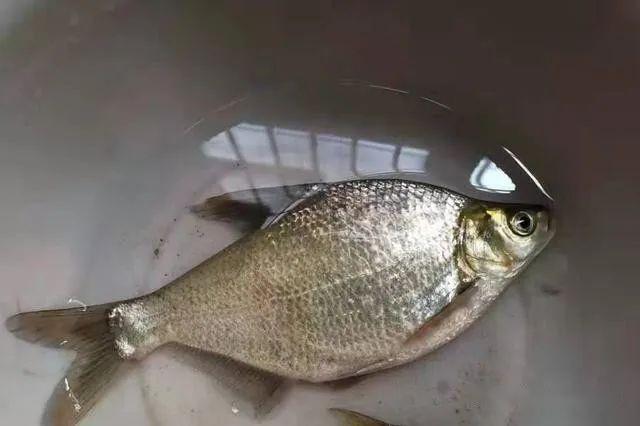 鳊鱼可以说是武昌鱼当中的一种,它与鲫鱼鲤鱼不一样,虽然也属于杂食性