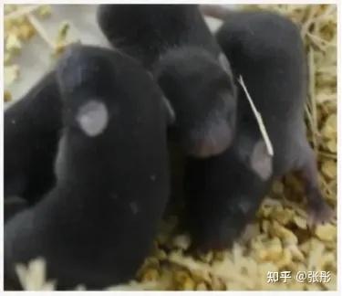实验小鼠生长周期|实验鼠日龄判断 - 知乎