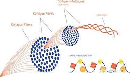 膠原的結構