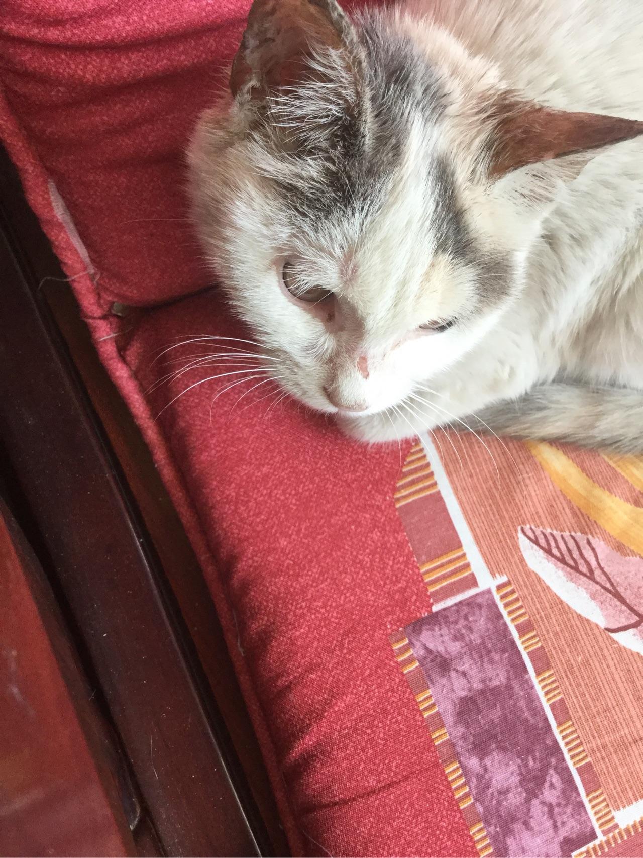 请问我家猫咪这猫藓怎么治?