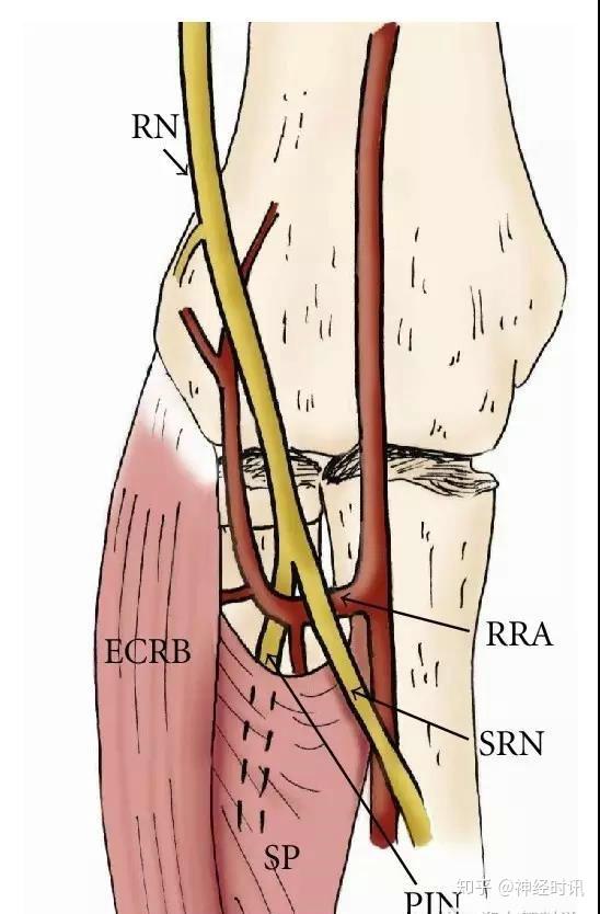 小圆肌 ,肩胛骨外缘,肩胛下肌,肩关节囊腋神经易卡压部位:四边孔肩胛