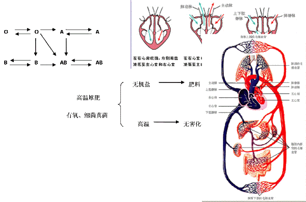 精选初中生物总复习资料超全 知乎
