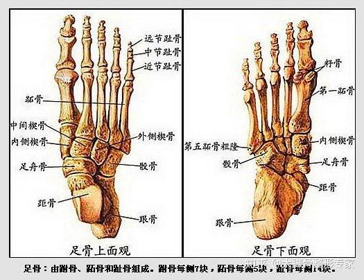 大脚骨 善待双脚 它能带着我们走满人生 知乎