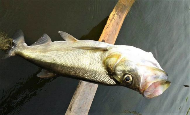 氢羽路亚|冬季淡水路亚的六个技巧 - 知乎