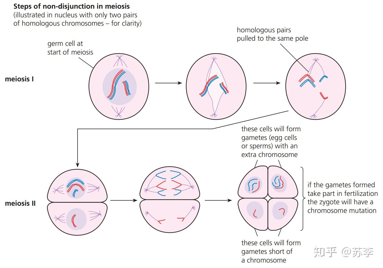 Topic 3.3 Meiosis 减数分裂 - 知乎