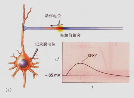 神经肌肉接头的量子分析揭示:一个突触前动作电位能触发大约200个突触